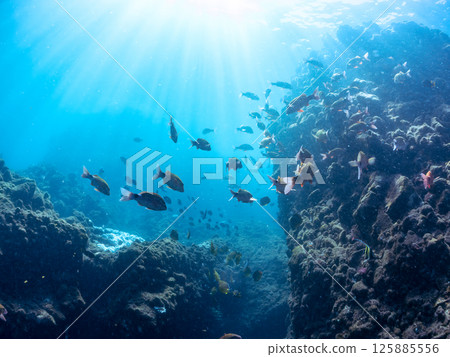 Schools of butterflyfish, hawk-fin goatfish, black porgy, blue damselfish, rabbitfish and others. Hirizohama, Nakagi, Minamiizu Town, Izu Peninsula Schools of butterflyfish, hawk-fin goatfish, black porgy, blue damselfish, rabbitfish and others. Hirizohama, Nakagi, Minamiizu Town, Izu Peninsula 125885556