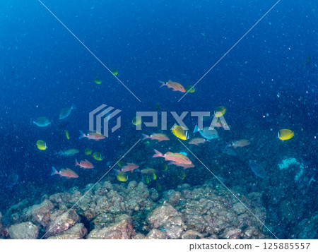 Schools of butterflyfish, hawk-fin goatfish, black porgy, blue damselfish, rabbitfish and others. Hirizohama, Nakagi, Minamiizu Town, Izu Peninsula Schools of butterflyfish, hawk-fin goatfish, black porgy, blue damselfish, rabbitfish and others. Hirizohama, Nakagi, Minamiizu Town, Izu Peninsula 125885557