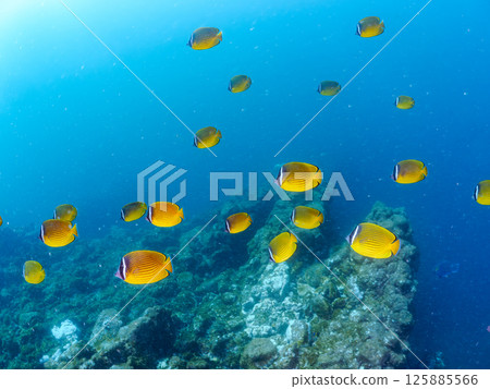 Schools of butterflyfish, hawk-fin goatfish, black porgy, blue damselfish, rabbitfish and others. Hirizohama, Nakagi, Minamiizu Town, Izu Peninsula 125885566