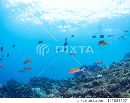 Schools of butterflyfish, hawk-fin goatfish, black porgy, blue damselfish, rabbitfish and others. Hirizohama, Nakagi, Minamiizu Town, Izu Peninsula Schools of butterflyfish, hawk-fin goatfish, black porgy, blue damselfish, rabbitfish and others. Hirizohama, Nakagi, Minamiizu Town, Izu Peninsula 125885567