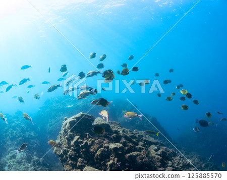 Schools of butterflyfish, hawk-fin goatfish, black porgy, blue damselfish, rabbitfish and others. Hirizohama, Nakagi, Minamiizu Town, Izu Peninsula 125885570
