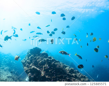 Schools of butterflyfish, hawk-fin goatfish, black porgy, blue damselfish, rabbitfish and others. Hirizohama, Nakagi, Minamiizu Town, Izu Peninsula Schools of butterflyfish, hawk-fin goatfish, black porgy, blue damselfish, rabbitfish and others. Hirizohama, Nakagi, Minamiizu Town, Izu Peninsula 125885571