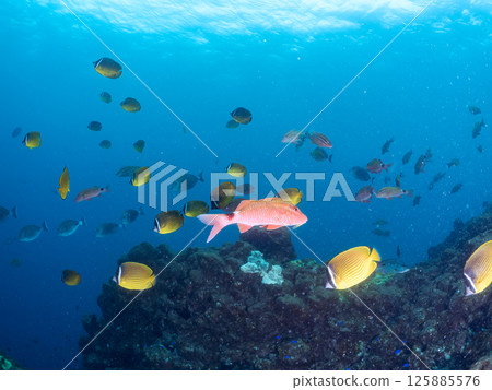 成群的蝴蝶魚、鯰魚、鯛魚、藍雀鯛、兔魚等等。廣座浜 中木 南伊豆町 伊豆半島 125885576