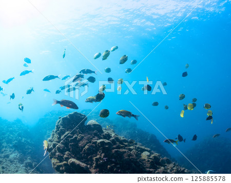成群的蝴蝶魚、鯰魚、鯛魚、藍雀鯛、兔魚等等。廣座浜 中木 南伊豆町 伊豆半島 成群的蝴蝶魚、鯰魚、鯛魚、藍雀鯛、兔魚等等。廣座浜 中木 南伊豆町 伊豆半島 125885578