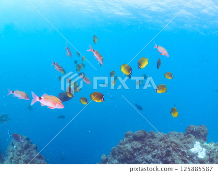 Schools of butterflyfish, hawk-fin goatfish, black porgy, blue damselfish, rabbitfish and others. Hirizohama, Nakagi, Minamiizu Town, Izu Peninsula Schools of butterflyfish, hawk-fin goatfish, black porgy, blue damselfish, rabbitfish and others. Hirizohama, Nakagi, Minamiizu Town, Izu Peninsula 125885587
