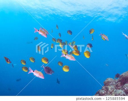 Schools of butterflyfish, hawk-fin goatfish, black porgy, blue damselfish, rabbitfish and others. Hirizohama, Nakagi, Minamiizu Town, Izu Peninsula Schools of butterflyfish, hawk-fin goatfish, black porgy, blue damselfish, rabbitfish and others. Hirizohama, Nakagi, Minamiizu Town, Izu Peninsula 125885594