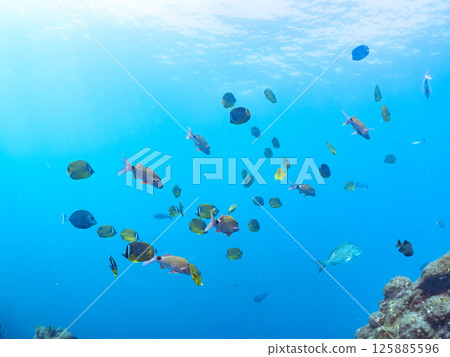 Schools of butterflyfish, hawk-fin goatfish, black porgy, blue damselfish, rabbitfish and others. Hirizohama, Nakagi, Minamiizu Town, Izu Peninsula 125885596