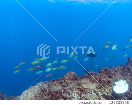 成群的蝴蝶魚、鯰魚、鯛魚、藍雀鯛、兔魚等等。廣座浜 中木 南伊豆町 伊豆半島 125885598