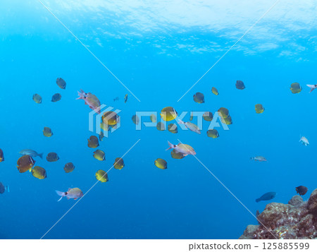 成群的蝴蝶魚、鯰魚、鯛魚、藍雀鯛、兔魚等等。廣座浜 中木 南伊豆町 伊豆半島 125885599