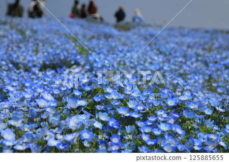 A field of nemophila flowers in full bloom (Hitachinaka City, Ibaraki Prefecture, Japan) 125885655