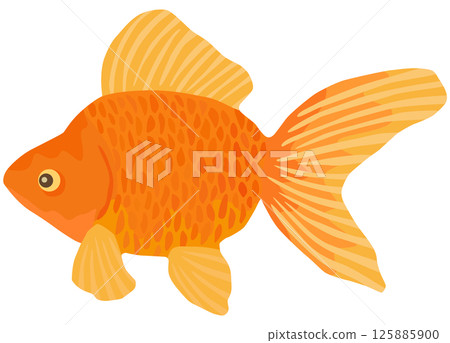 琉金插畫金魚向量素材 125885900