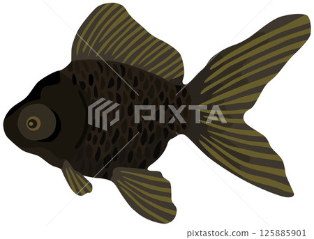 黑色Demekin插畫金魚向量素材 125885901