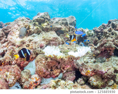 A cute pair of clownfish and a school of three-spotted damselfish living in a sea anemone field where bleaching is observed. Hirizo Beach A cute pair of clownfish and a school of three-spotted damselfish living in a sea anemone field where bleaching is observed. Hirizo Beach 125885930