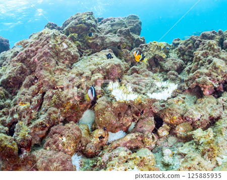 A cute pair of clownfish and a school of three-spotted damselfish living in a sea anemone field where bleaching is observed. Hirizo Beach 125885935