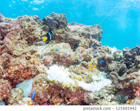 A cute pair of clownfish and a school of three-spotted damselfish living in a sea anemone field where bleaching is observed. Hirizo Beach 125885942