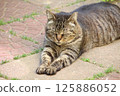 Stray cat relaxing in the garden 125886052
