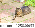 Stray cat relaxing in the garden 125886053
