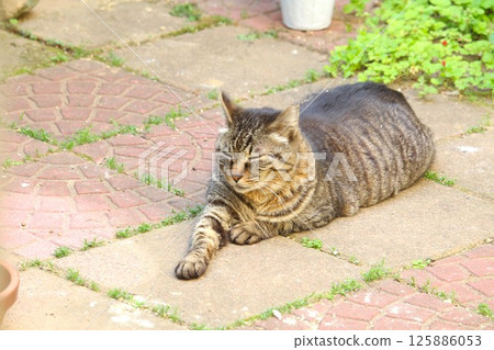 Stray cat relaxing in the garden 125886053