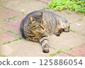 Stray cat relaxing in the garden 125886054