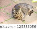 Stray cat relaxing in the garden 125886056