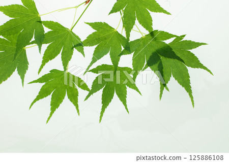 Blue leaves 125886108