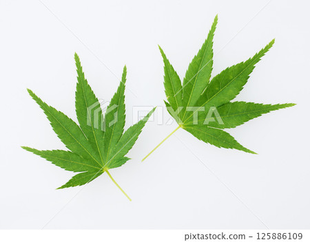 Blue leaves 125886109