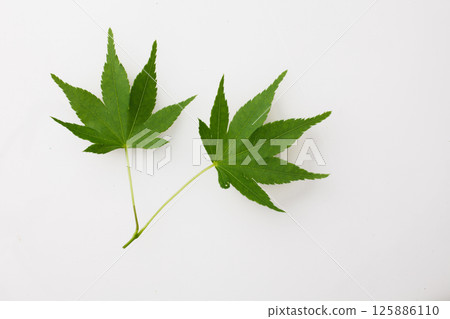 Blue leaves 125886110