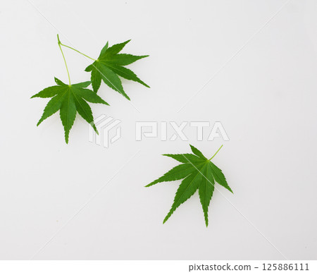 Blue leaves Blue leaves 125886111