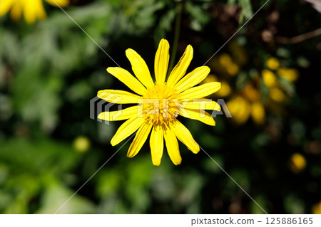 Julius Daisy Julius Daisy 125886165