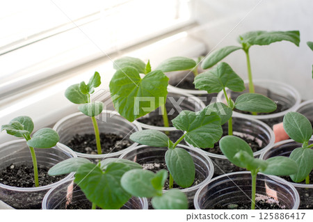 Young cucumber seedlings grown on the balcony for a home garden, copy space, growing vegetables 125886417
