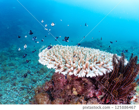 Bleached coral and a school of juveniles of the Japanese giant blenny and the two-striped Pacific damselfish. Hirizohama, Nakagi, Minamiizu Town, Izu Bleached coral and a school of juveniles of the Japanese giant blenny and the two-striped Pacific damselfish. Hirizohama, Nakagi, Minamiizu Town, Izu 125886467