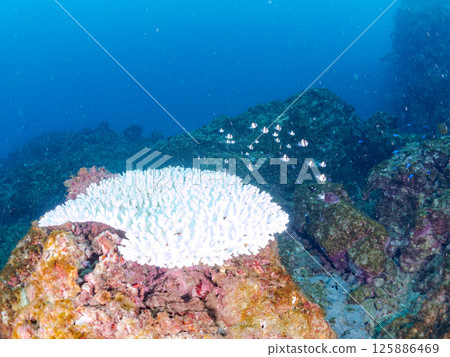 Bleached coral and a school of juveniles of the Japanese giant blenny and the two-striped Pacific damselfish. Hirizohama, Nakagi, Minamiizu Town, Izu Bleached coral and a school of juveniles of the Japanese giant blenny and the two-striped Pacific damselfish. Hirizohama, Nakagi, Minamiizu Town, Izu 125886469