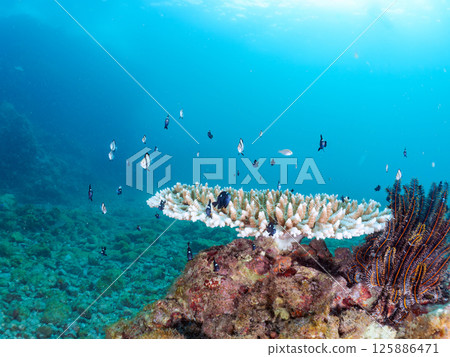 Bleached coral and a school of juveniles of the Japanese giant blenny and the two-striped Pacific damselfish. Hirizohama, Nakagi, Minamiizu Town, Izu 125886471