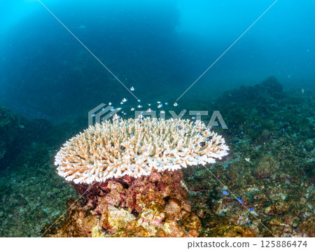 Bleached coral and a school of juveniles of the Japanese giant blenny and the two-striped Pacific damselfish. Hirizohama, Nakagi, Minamiizu Town, Izu 125886474