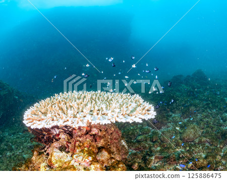 Bleached coral and a school of juveniles of the Japanese giant blenny and the two-striped Pacific damselfish. Hirizohama, Nakagi, Minamiizu Town, Izu Bleached coral and a school of juveniles of the Japanese giant blenny and the two-striped Pacific damselfish. Hirizohama, Nakagi, Minamiizu Town, Izu 125886475