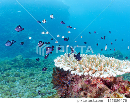 白化的珊瑚和成群的幼年藍綠色鶇魚、雙條紋琉球雀鯛和其他魚類。伊豆南伊豆町 廣座浜 中木 125886476