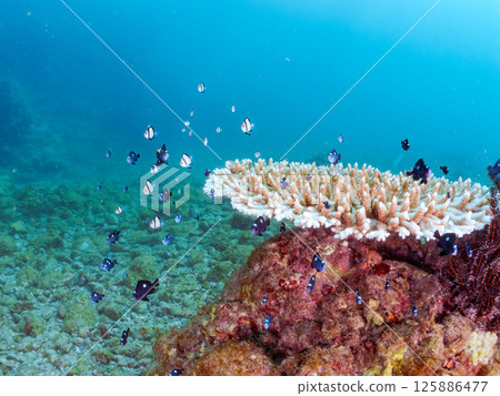 白化的珊瑚和成群的幼年藍綠色鶇魚、雙條紋琉球雀鯛和其他魚類。伊豆南伊豆町 廣座浜 中木 125886477