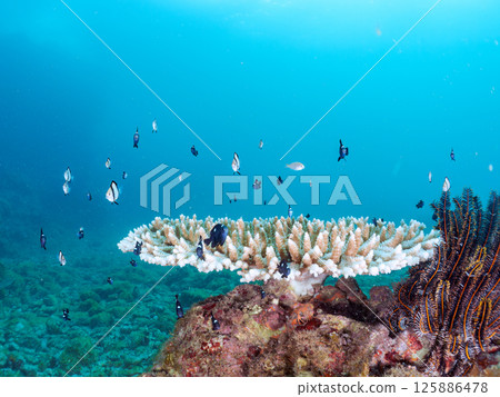 Bleached coral and a school of juveniles of the Japanese giant blenny and the two-striped Pacific damselfish. Hirizohama, Nakagi, Minamiizu Town, Izu 125886478