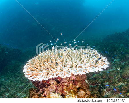 Bleached coral and a school of juveniles of the Japanese giant blenny and the two-striped Pacific damselfish. Hirizohama, Nakagi, Minamiizu Town, Izu 125886481