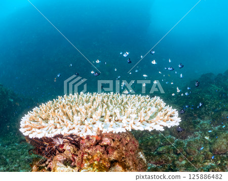 Bleached coral and a school of juveniles of the Japanese giant blenny and the two-striped Pacific damselfish. Hirizohama, Nakagi, Minamiizu Town, Izu 125886482