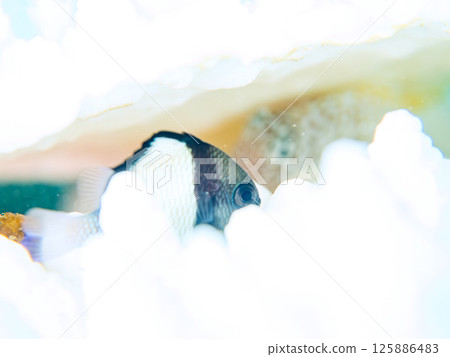 白化的珊瑚和成群的幼年藍綠色鶇魚、雙條紋琉球雀鯛和其他魚類。伊豆南伊豆町 廣座浜 中木 125886483