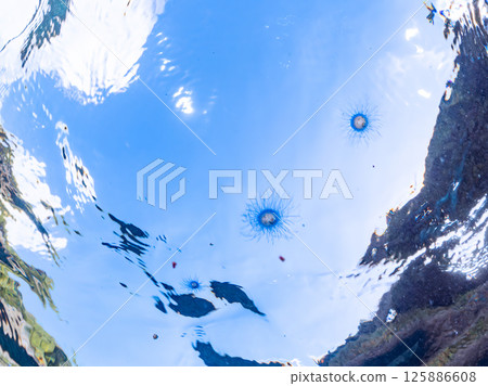 神秘的銀色水母（銀水母科）漂浮在水面上。 Hirizohama Nakagi 南伊豆鎮 伊豆半島 靜岡縣 2024 125886608