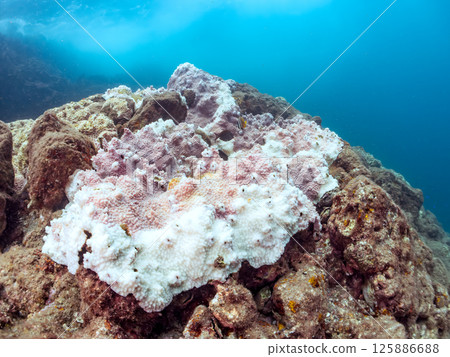 Acropora punctata, Porites nigricans, etc. Corals that have bleached due to high water temperatures. Hirizohama, Nakagi, Minamiizu Town, Izu 125886688