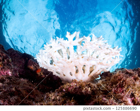 例如，鹿角珊瑚 (Acropora gracilis)、蒺藜濱珊瑚 (Porites truncatula) 等。珊瑚因高水溫而白化。伊豆南伊豆町 廣座浜 中木 125886690