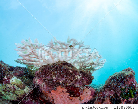 例如,鹿角珊瑚 (Acropora gracilis)、蒺藜濱珊瑚 (Porites truncatula) 等。珊瑚因高水溫而白化。伊豆南伊豆町 廣座浜 中木 例如,鹿角珊瑚 (Acropora gracilis)、蒺藜濱珊瑚 (Porites truncatula) 等。珊瑚因高水溫而白化。伊豆南伊豆町 廣座浜 中木 125886693