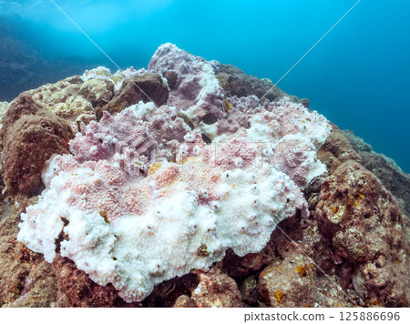 例如,鹿角珊瑚 (Acropora gracilis)、蒺藜濱珊瑚 (Porites truncatula) 等。珊瑚因高水溫而白化。伊豆南伊豆町 廣座浜 中木 例如,鹿角珊瑚 (Acropora gracilis)、蒺藜濱珊瑚 (Porites truncatula) 等。珊瑚因高水溫而白化。伊豆南伊豆町 廣座浜 中木 125886696