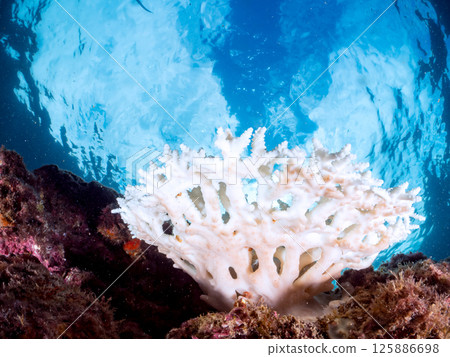 Acropora punctata, Porites nigricans, etc. Corals that have bleached due to high water temperatures. Hirizohama, Nakagi, Minamiizu Town, Izu Acropora punctata, Porites nigricans, etc. Corals that have bleached due to high water temperatures. Hirizohama, Nakagi, Minamiizu Town, Izu 125886698