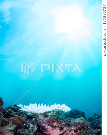 例如，鹿角珊瑚 (Acropora gracilis)、蒺藜濱珊瑚 (Porites truncatula) 等。珊瑚因高水溫而白化。伊豆南伊豆町 廣座浜 中木 125886727