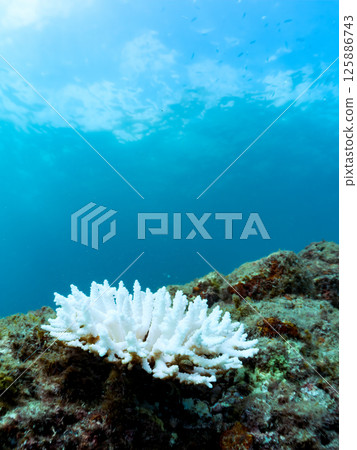 例如,鹿角珊瑚 (Acropora gracilis)、蒺藜濱珊瑚 (Porites truncatula) 等。珊瑚因高水溫而白化。伊豆南伊豆町 廣座浜 中木 例如,鹿角珊瑚 (Acropora gracilis)、蒺藜濱珊瑚 (Porites truncatula) 等。珊瑚因高水溫而白化。伊豆南伊豆町 廣座浜 中木 125886743