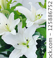 White lily flowers 125886752